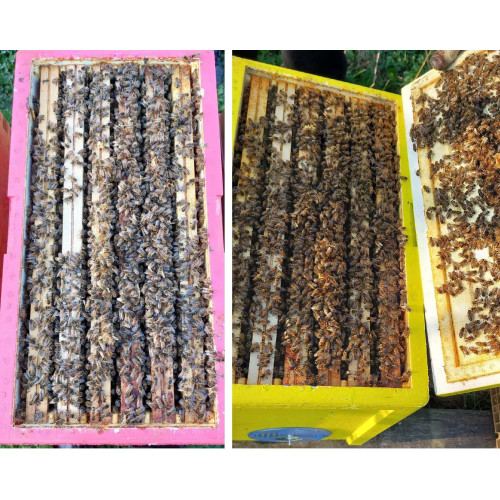 Essaim d'abeilles Buckfast F1 hiverné sur 6 cadres