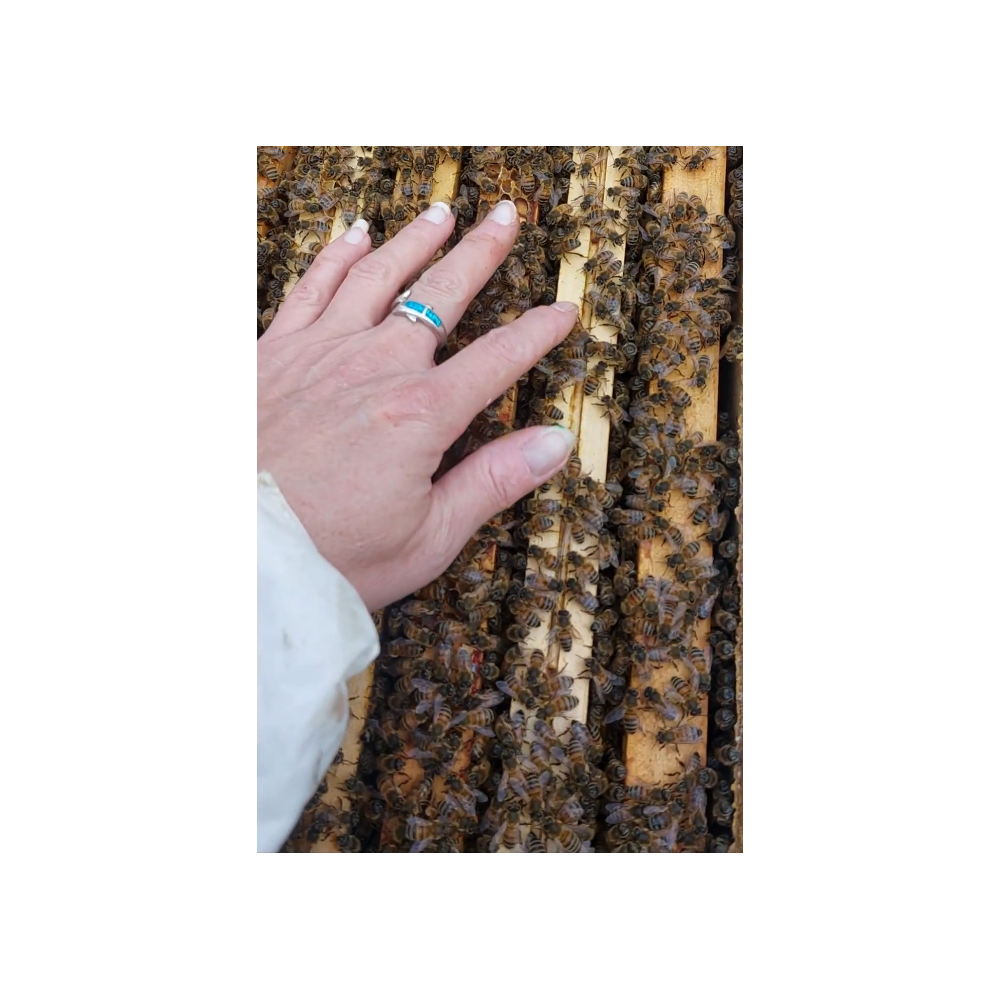Essaim d'abeilles Buckfast F1 hiverné sur 6 cadres