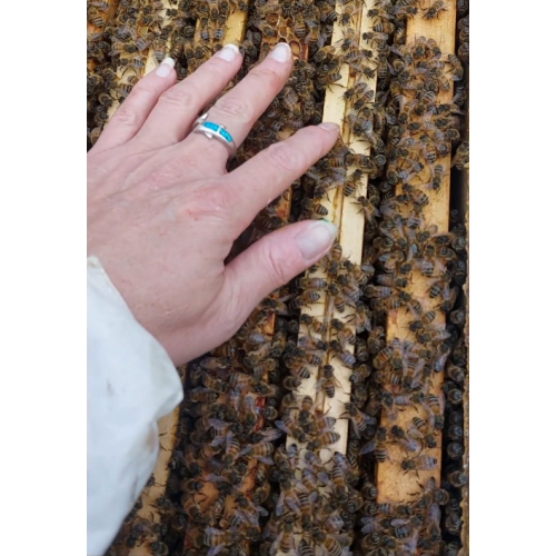 Essaim d'abeilles Buckfast F1 hiverné sur 6 cadres