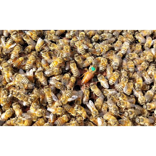 Essaim d'abeilles Buckfast F1 hiverné sur 6 cadres