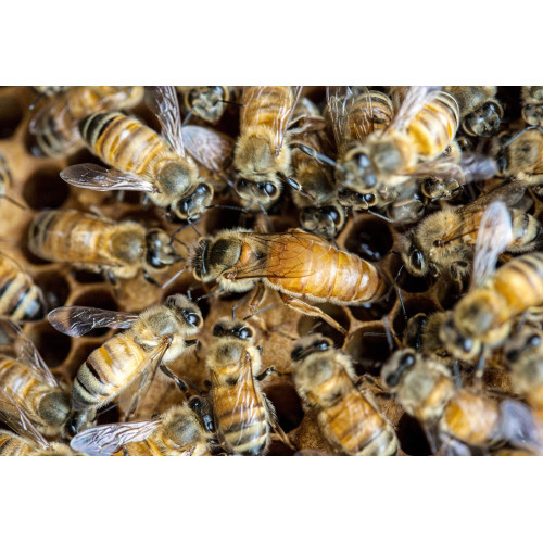 Reine Buckfast F1 2026 fécondée