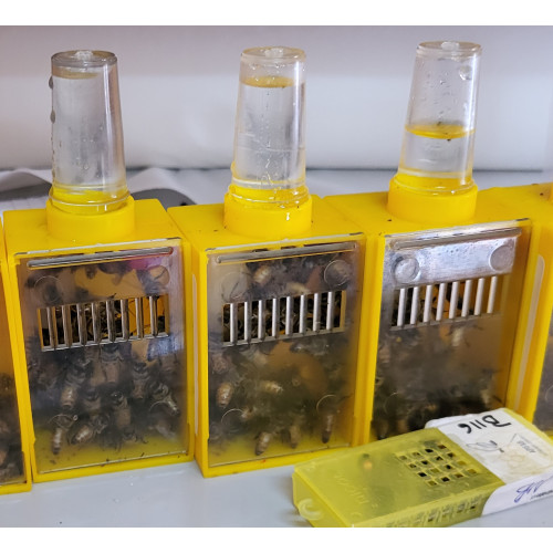 Reine Buckfast F1 2026 vierge