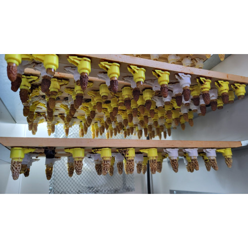 Reine Buckfast F1 2026 vierge