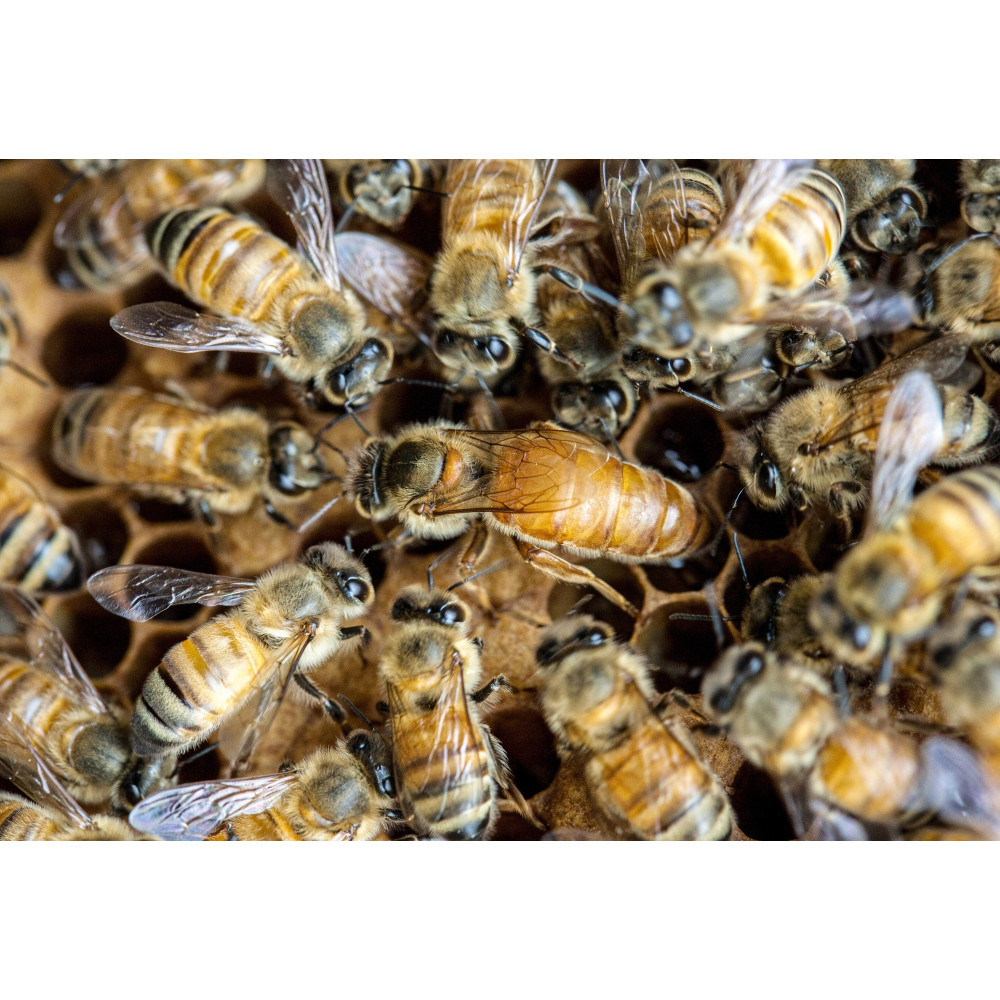 Reine Buckfast F1 2026 vierge