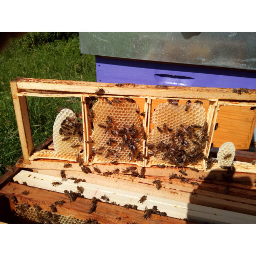 Section plastique pour miel en rayons