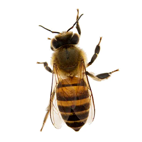 Abeilles Seine et Marne