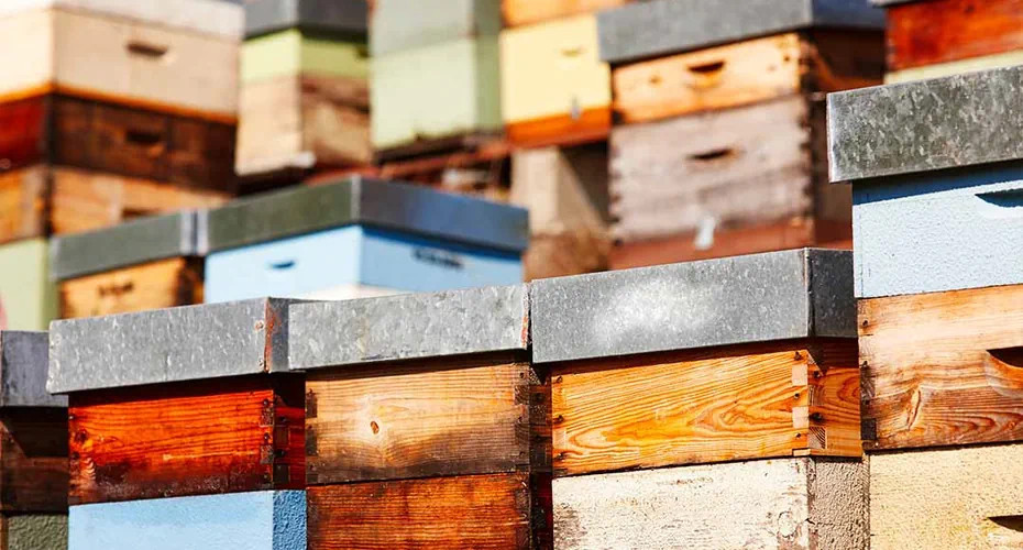 Quelle ruche choisir pour débuter en apiculture ? Guide complet 2026