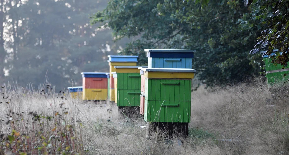 Comment installer une ruche pour la première fois ? Guide complet pour débuter en apiculture